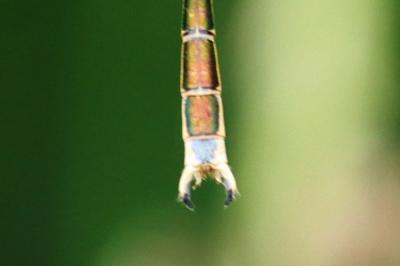 <i>Lestes barbarus</i>