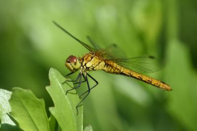 <i>Sympetrum sanguineum</i>