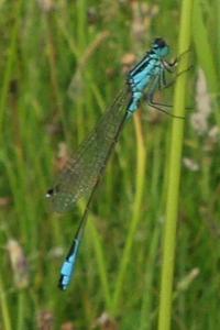<i>Ischnura elegans</i>