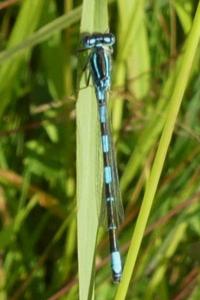 <i>Coenagrion scitulum</i>