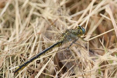 <i>Gomphus pulchellus</i>
