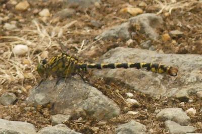 <i>Onychogomphus forcipatus</i>