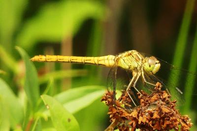 <i>Sympetrum meridionale</i>