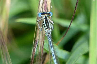 <i>Platycnemis pennipes</i>