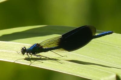 <i>Calopteryx splendens</i>