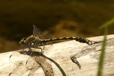 <i>Onychogomphus forcipatus</i>