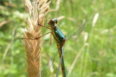 <i>Chalcolestes viridis</i>