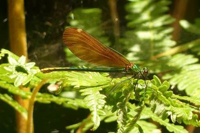 <i>Calopteryx virgo</i>