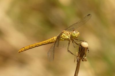 <i>Sympetrum meridionale</i>