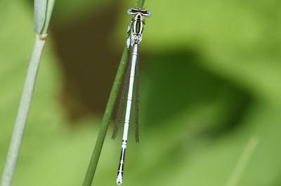 <i>Platycnemis latipes</i>