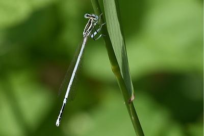 <i>Platycnemis latipes</i>