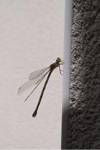 <i>Chalcolestes viridis</i>