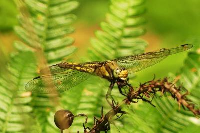 <i>Orthetrum cancellatum</i>