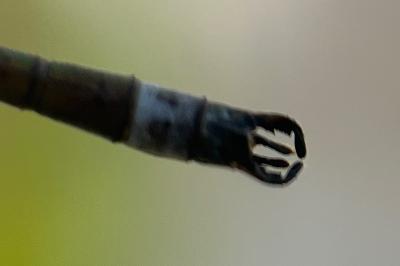 <i>Lestes sponsa</i>