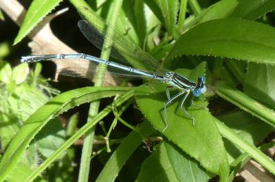 <i>Erythromma lindenii</i>