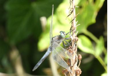 <i>Libellula fulva</i>