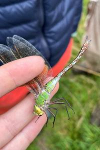 <i>Anax imperator</i>