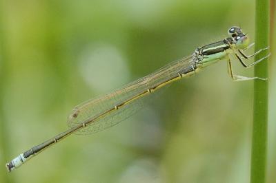 <i>Ischnura pumilio</i>