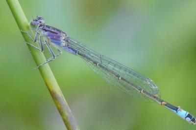<i>Ischnura elegans</i>