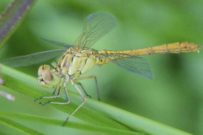 <i>Sympetrum meridionale</i>