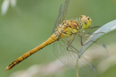 <i>Sympetrum striolatum</i>