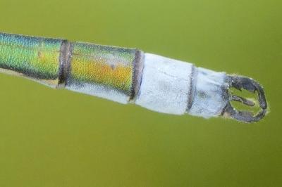 <i>Lestes sponsa</i>
