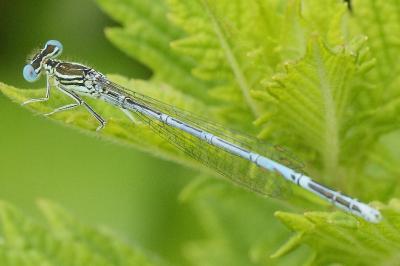 <i>Platycnemis pennipes</i>