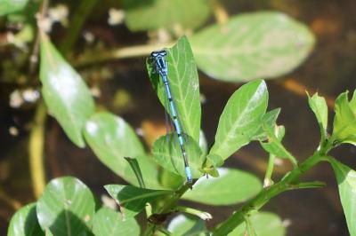 <i>Coenagrion puella</i>