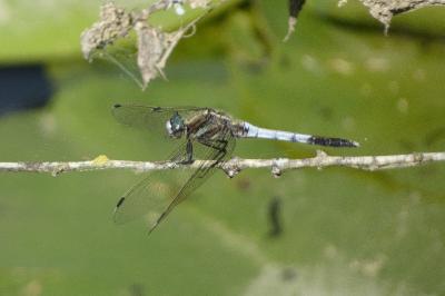<i>Orthetrum albistylum</i>