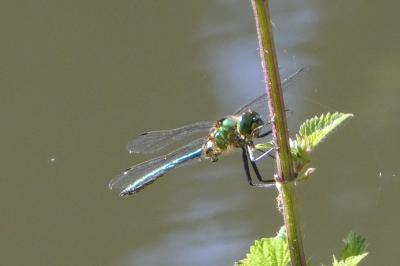 <i>Somatochlora metallica</i>