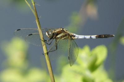 <i>Orthetrum albistylum</i>