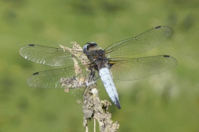 <i>Libellula fulva</i>