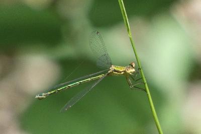 <i>Lestes virens</i>