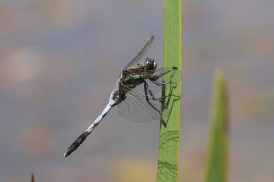 <i>Orthetrum albistylum</i>