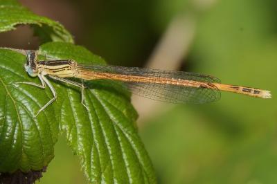 <i>Platycnemis acutipennis</i>