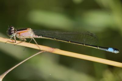 <i>Ischnura elegans</i>