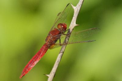 <i>Crocothemis erythraea</i>