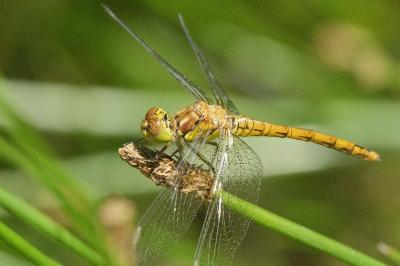 <i>Sympetrum striolatum</i>