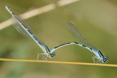 <i>Coenagrion scitulum</i>