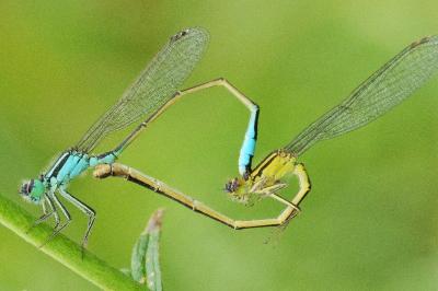<i>Ischnura elegans</i>