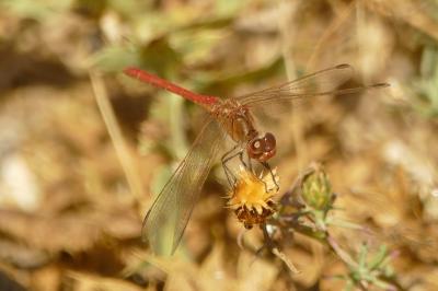 <i>Sympetrum meridionale</i>