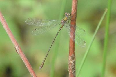 <i>Chalcolestes viridis</i>