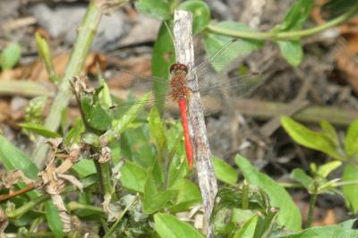 <i>Sympetrum sanguineum</i>