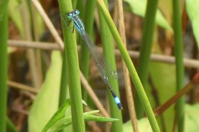 <i>Ischnura elegans</i>