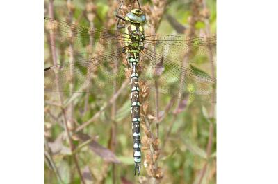 <i>Aeshna cyanea</i>