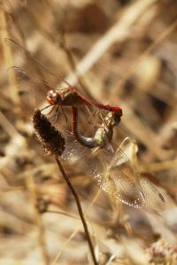 <i>Sympetrum striolatum</i>