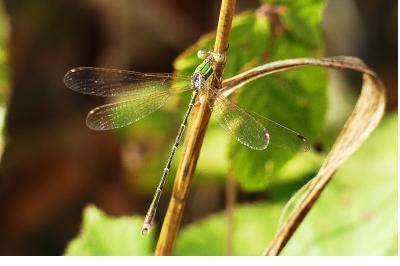<i>Lestes barbarus</i>