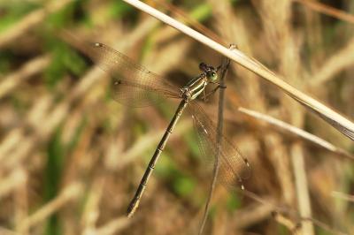 <i>Lestes barbarus</i>