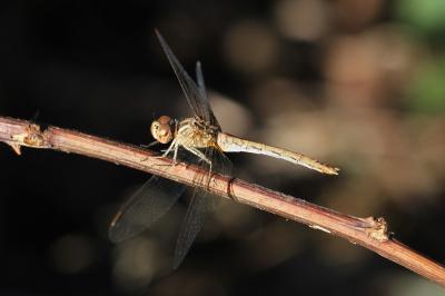 <i>Sympetrum meridionale</i>