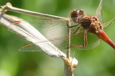 <i>Sympetrum meridionale</i>